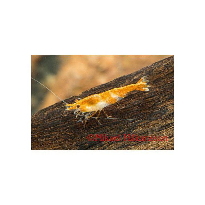 Neocaridina davidi, Rili Orange - sukarapu -