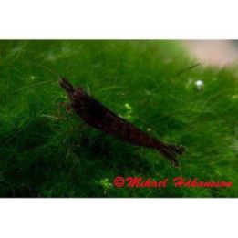 Neocaridina davidi, Black Sakura - sukarapu -