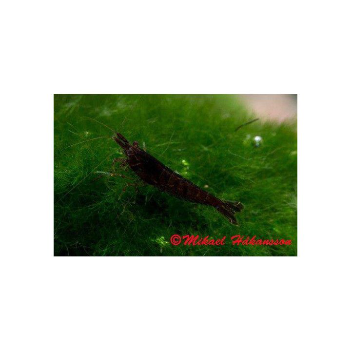 Neocaridina davidi, Black Sakura - sukarapu -