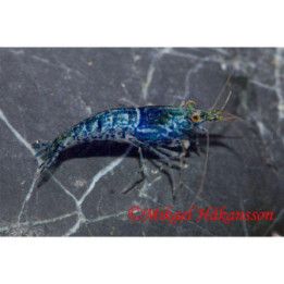 Neocaridina davidi, Navy Blue - sukarapu -