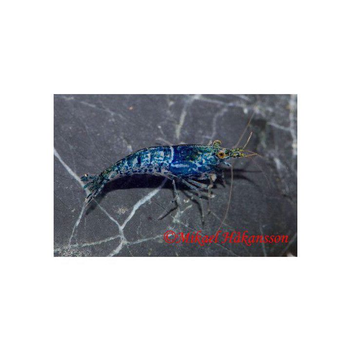 Neocaridina davidi, Navy Blue - sukarapu -