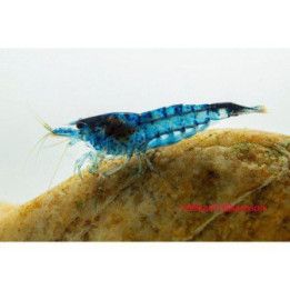 Neocaridina davidi, Blue Safir - sukarapu -