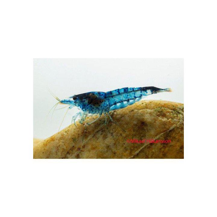 Neocaridina davidi, Blue Safir - sukarapu -