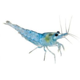 Neocaridina davidi, Blue Jelly - sukarapu -