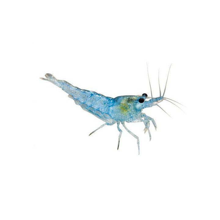 Neocaridina davidi, Blue Jelly - sukarapu -