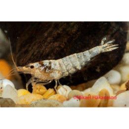 Neocaridina davidi, Snow Bee - sukarapu -