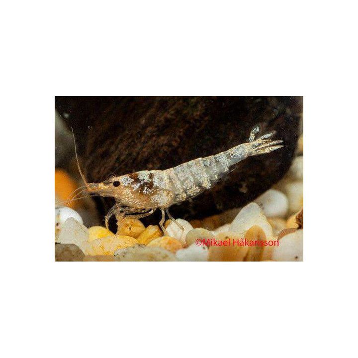 Neocaridina davidi, Snow Bee - sukarapu -