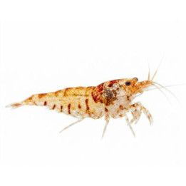Neocaridina davidi, Red Crystal Mosura - sukarapu -