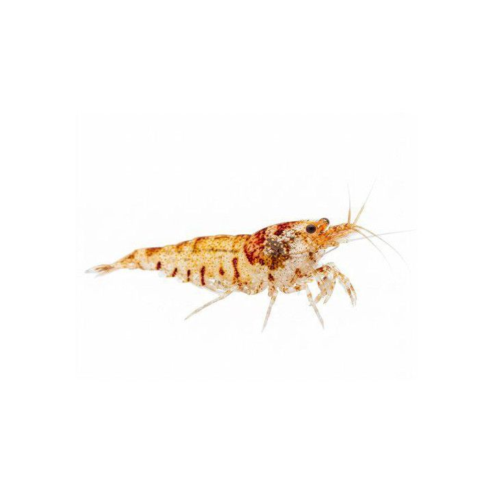Neocaridina davidi, Red Crystal Mosura - sukarapu -