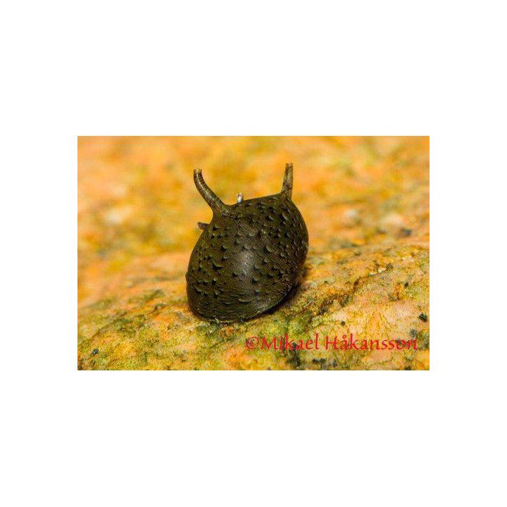 Crown Nerite Snail (Clithon corona)
