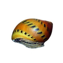 Vittina semiconica (Tiger Nerite Snail)
