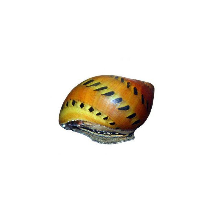 Vittina semiconica (Tiger Nerite Snail)