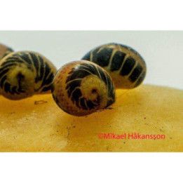 Snäcka Marble Ca 1CM Clithon sowerbianum