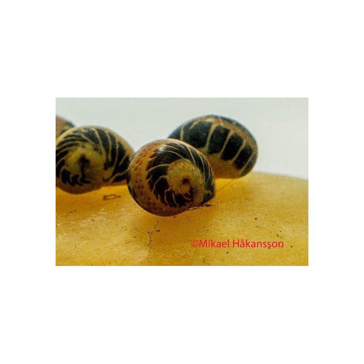 Snäcka Marble Ca 1CM Clithon sowerbianum