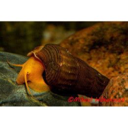 Elefantsnäcka Guld Tylomelania sp. guld