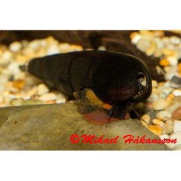 Black Devil Snail (Faunus ater)