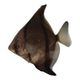 Juovakuukala 'niger' 4-5 cm Monodactylus sebae