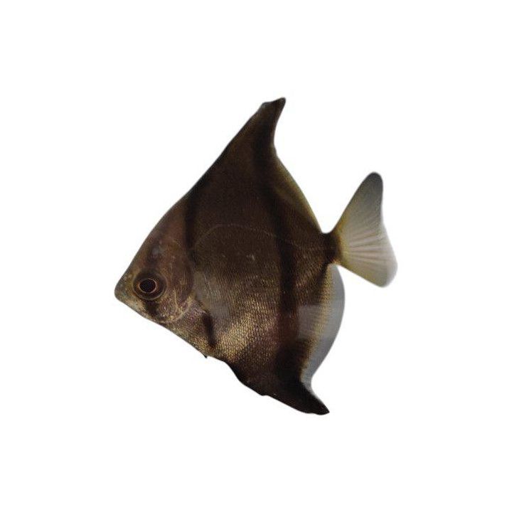 Juovakuukala 'niger' 4-5 cm Monodactylus sebae