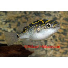 Rengaspallokala 3-4 cm -