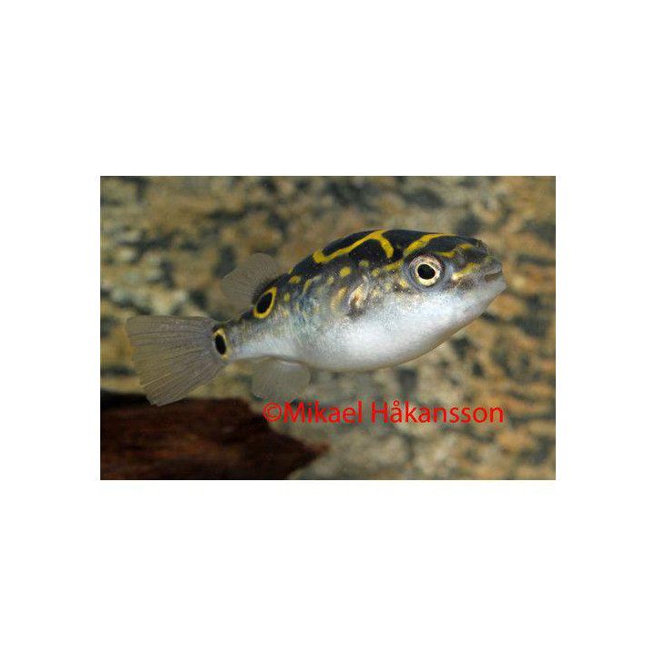 Rengaspallokala 3-4 cm -
