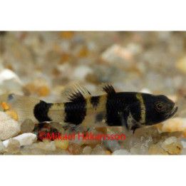 Soukkakimalaistokko 2-3 cm -