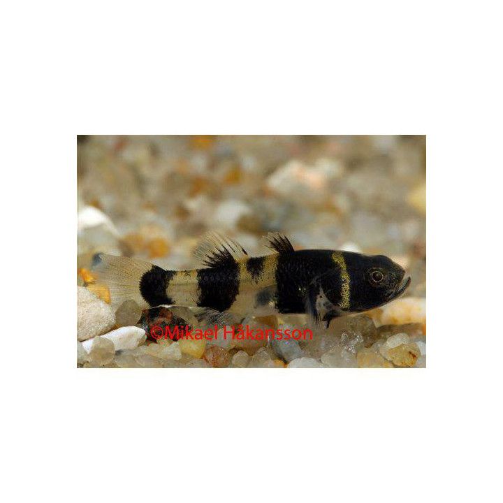 Soukkakimalaistokko 2-3 cm -