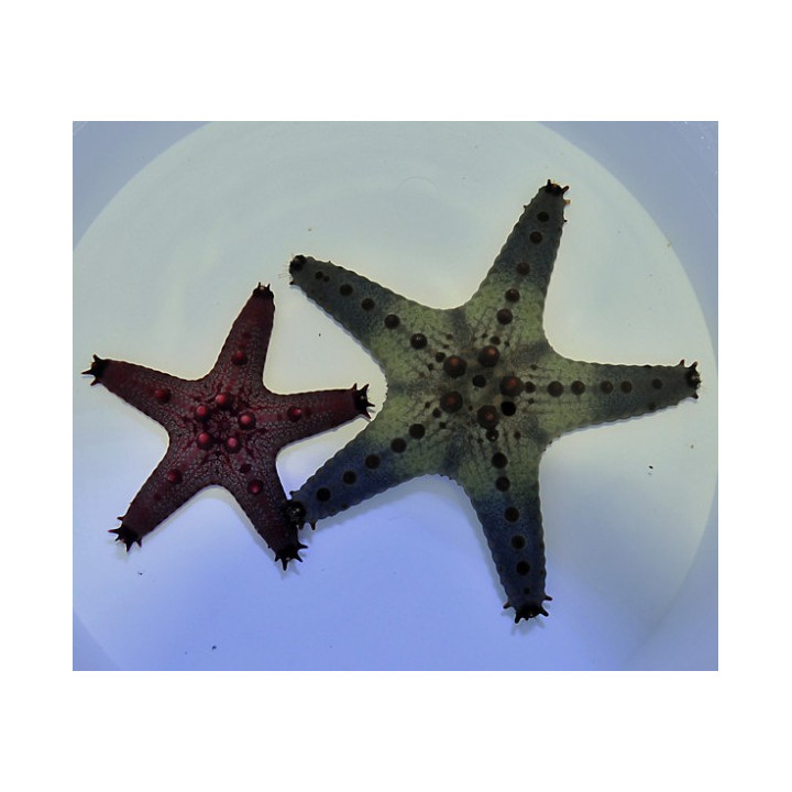 Pentaceraster regulus