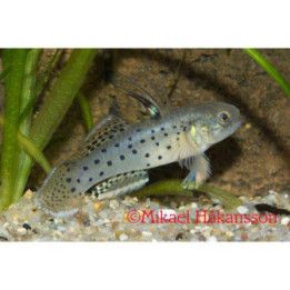 Knight Goby (Stigmatogobius sadanundio)