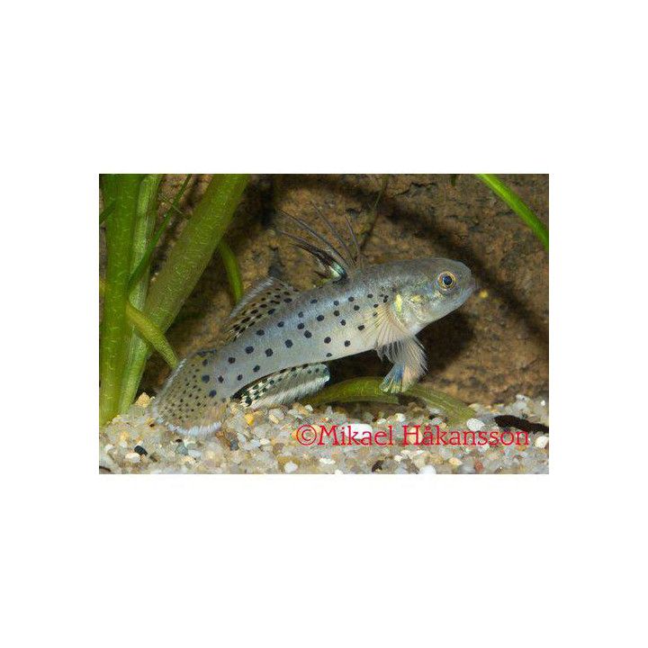 Ritaritokko Stigmatogobius sadanundio-