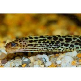 Makean veden mureena, Gymnothorax polyuranodon, 30-40 cm -