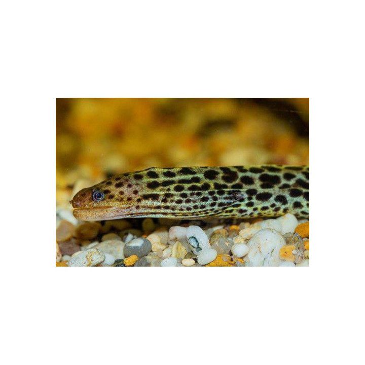 Makean veden mureena, Gymnothorax polyuranodon, 30-40 cm -