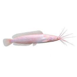Konnamonni Clarias batrachus albiino 7-10 cm