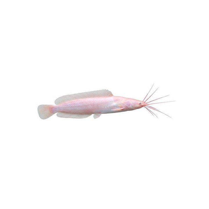 Konnamonni Clarias batrachus albiino 7-10 cm
