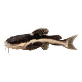 Redtail cat 5-7 cm kasvatettu, -