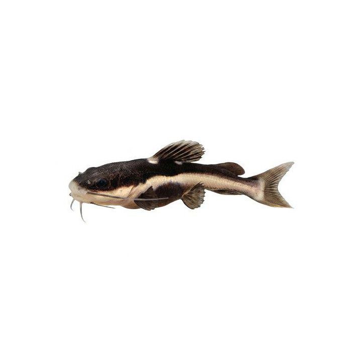 Redtail cat 5-7 cm kasvatettu, -