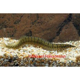 Pilnäbb Zebra 8-10CM Macrognathus zebrinus
