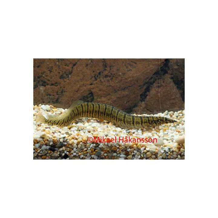 Macrognathus zebrinus 8-10 cm