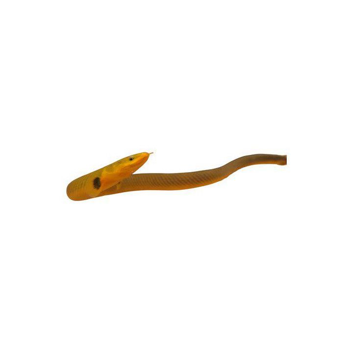 Käärmekala 15-30 cm Erpetoichthys calabaricus