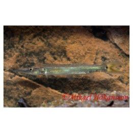 Hujeta hauki 6-9 cm -