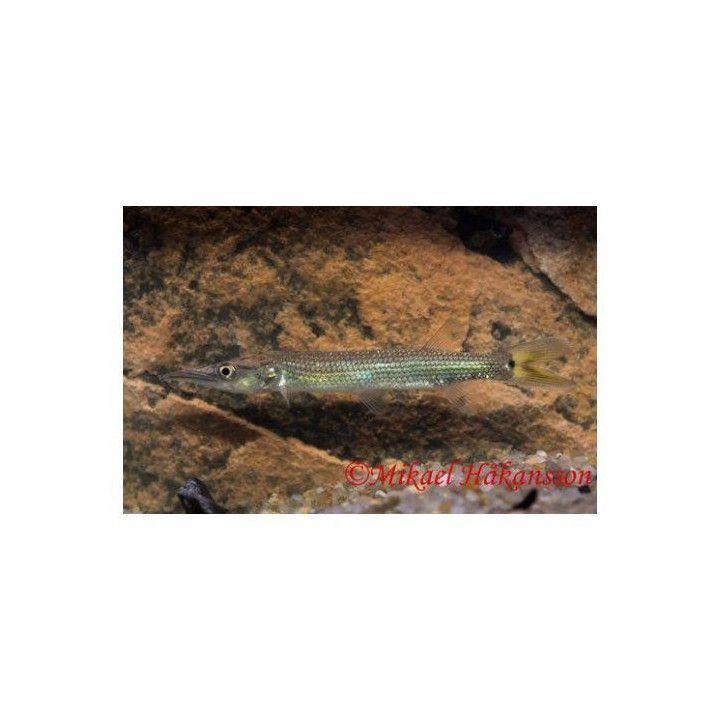 Hujeta hauki 6-9 cm -