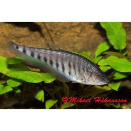 Klovniveitsikala 6-9 cm -