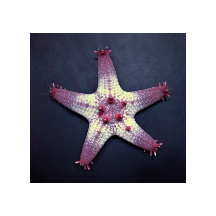 Pentaceraster aleolatus
