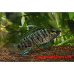 Makkarakala 3-5 cm -