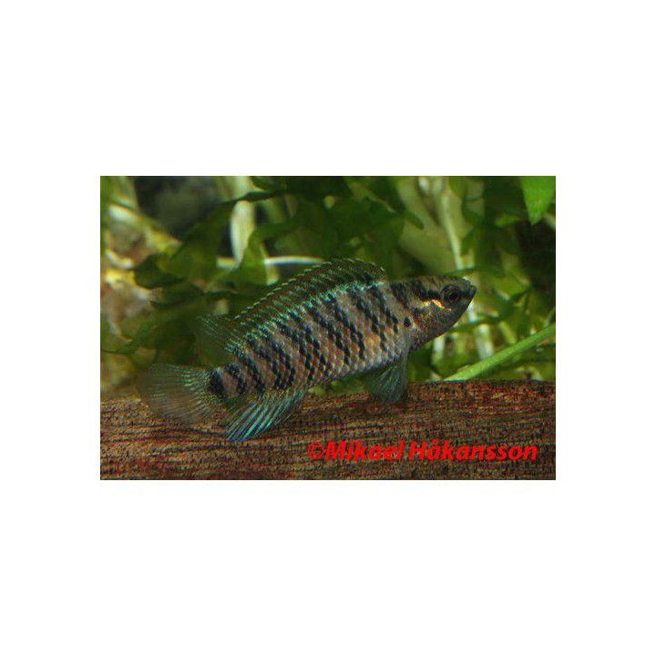 Makkarakala 3-5 cm -