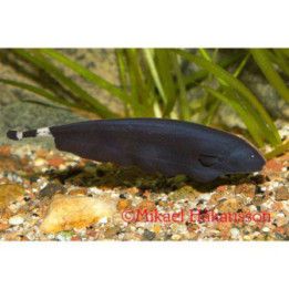 Mustaveitsikala 6-8 cm -