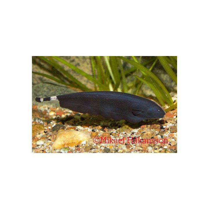 Mustaveitsikala 6-8 cm Apteronotus albifrons