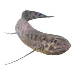 Afrikkalainen marmori keuhkokala 20-25 cm -