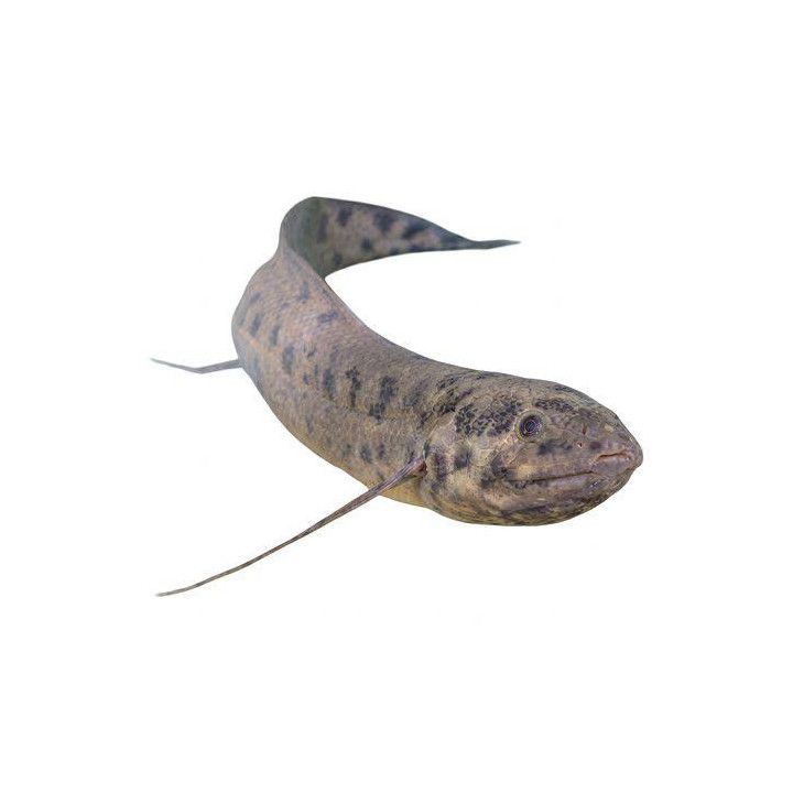 Afrikkalainen marmori keuhkokala 20-25 cm -
