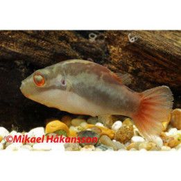 Rödögd Kulfisk 3-4CM Carinotetraodon irrubesco