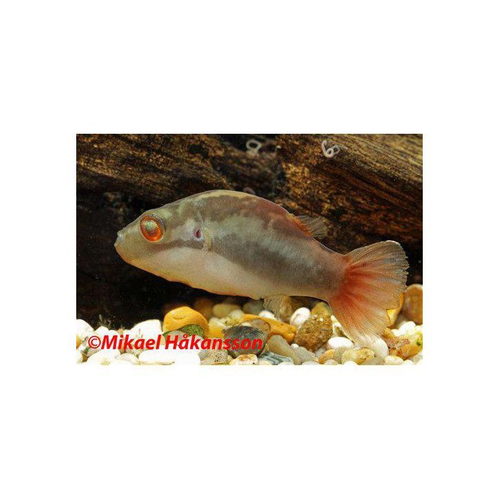 Rödögd Kulfisk 3-4CM Carinotetraodon irrubesco